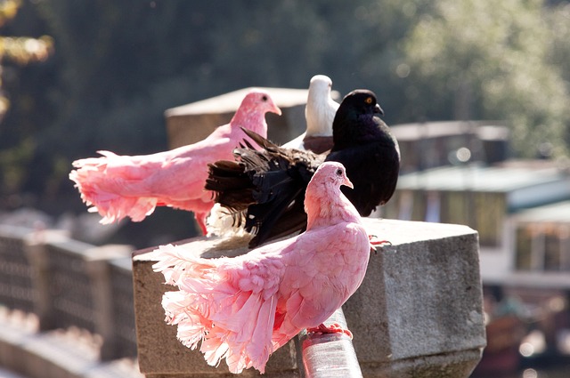 对步行者队 对步行者队