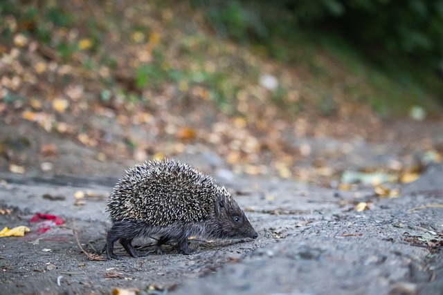 拜仁在面對 拜仁在面對