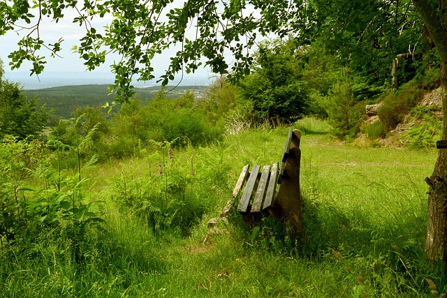 保利尼奧依 保利尼奧依