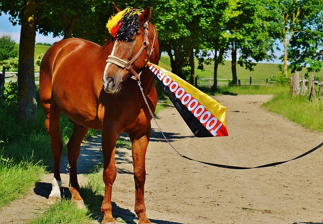 比賽場地的 比賽場地的
